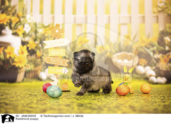 Wolfsspitz Welpe / Keeshond puppy / JAM-06935