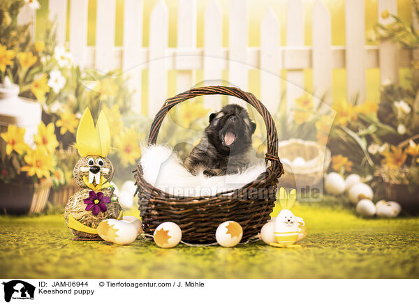 Keeshond puppy / JAM-06944