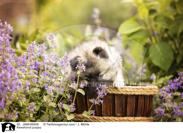 Wolfsspitz Welpe / Keeshond puppy / JAM-06948