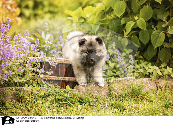 Wolfsspitz Welpe / Keeshond puppy / JAM-06949