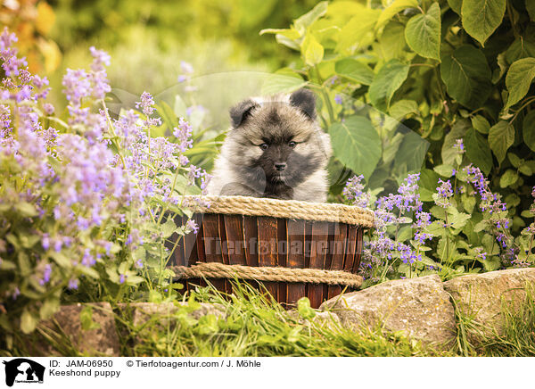 Wolfsspitz Welpe / Keeshond puppy / JAM-06950