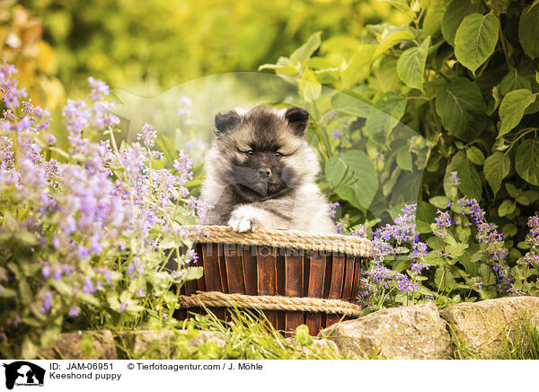Wolfsspitz Welpe / Keeshond puppy / JAM-06951