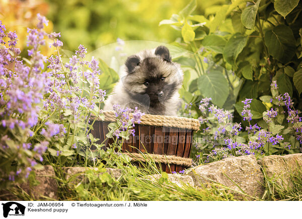 Wolfsspitz Welpe / Keeshond puppy / JAM-06954