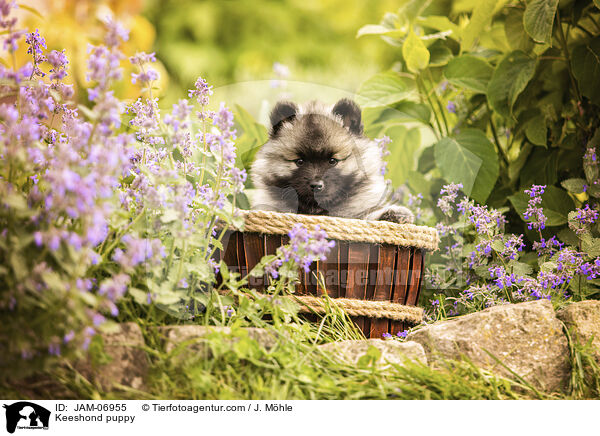 Wolfsspitz Welpe / Keeshond puppy / JAM-06955