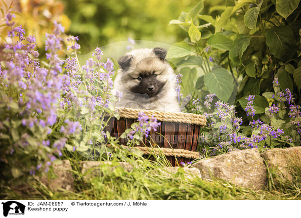 Wolfsspitz Welpe / Keeshond puppy / JAM-06957