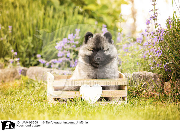 Wolfsspitz Welpe / Keeshond puppy / JAM-06959
