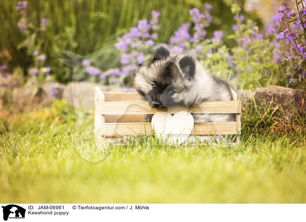 Wolfsspitz Welpe / Keeshond puppy / JAM-06961