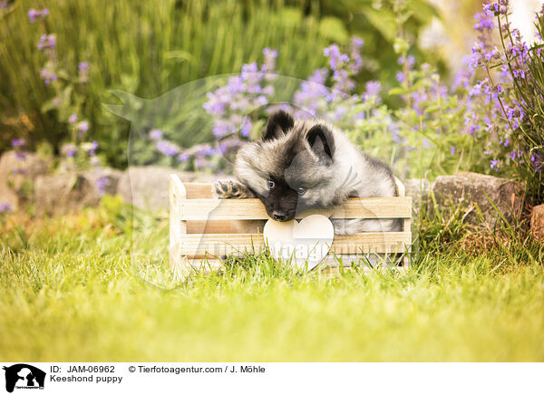 Wolfsspitz Welpe / Keeshond puppy / JAM-06962