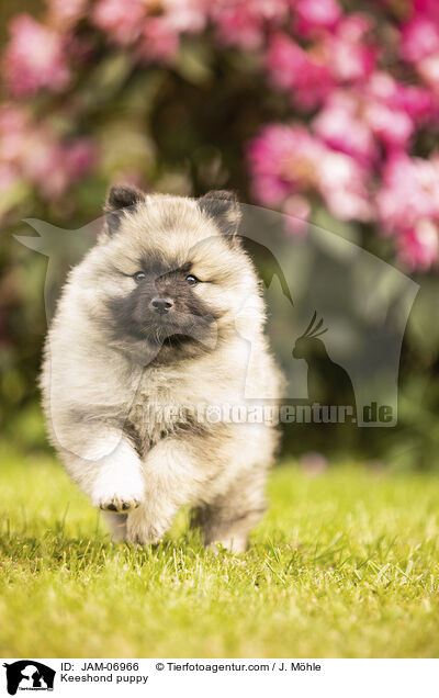Wolfsspitz Welpe / Keeshond puppy / JAM-06966