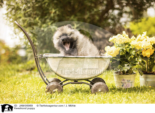 Wolfsspitz Welpe / Keeshond puppy / JAM-06969