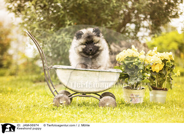 Wolfsspitz Welpe / Keeshond puppy / JAM-06974
