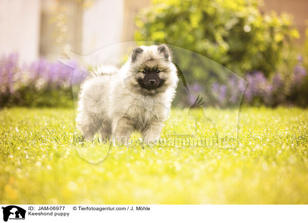 Wolfsspitz Welpe / Keeshond puppy / JAM-06977