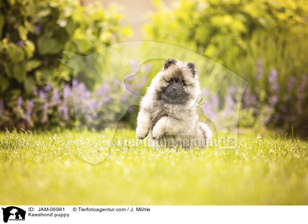 Wolfsspitz Welpe / Keeshond puppy / JAM-06981