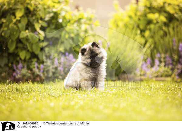Wolfsspitz Welpe / Keeshond puppy / JAM-06985