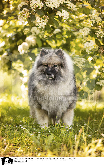 Wolfsspitz / Keeshond / JAM-06990