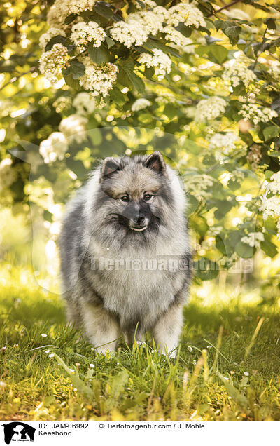 Wolfsspitz / Keeshond / JAM-06992