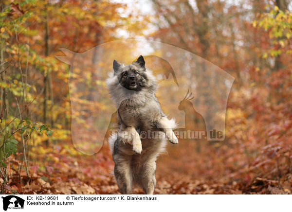 Keeshond in autumn / KB-19681