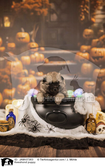 Wolfsspitz Welpe / Keeshond puppy / JAM-07363