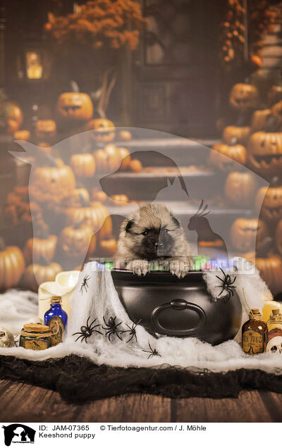 Wolfsspitz Welpe / Keeshond puppy / JAM-07365