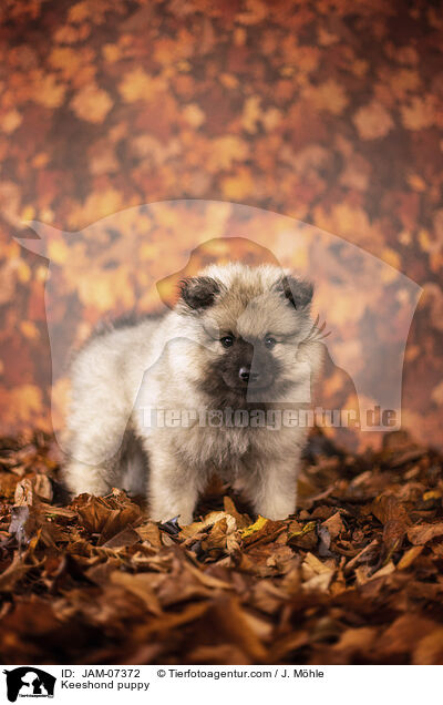 Wolfsspitz Welpe / Keeshond puppy / JAM-07372