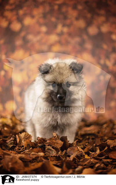 Wolfsspitz Welpe / Keeshond puppy / JAM-07374