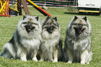 Keeshond