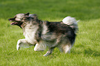 running dog