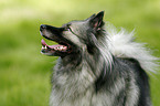 Portrait Keeshond