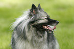 Portrait Keeshond