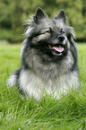 Keeshond