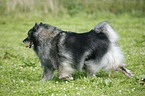 running Keeshond