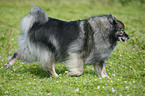 running Keeshond