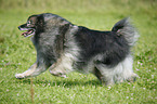 running Keeshond