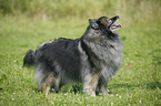 Keeshond