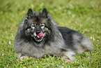 Keeshond