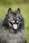 Keeshond Portrait