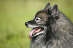 Keeshond Portrait