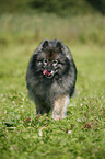 Keeshond