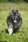 Keeshond