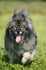 Keeshond