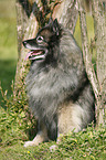 sitting Keeshond