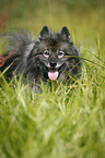 Keeshond