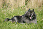 Keeshond