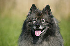 Keeshond Portrait