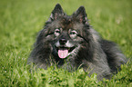 Keeshond