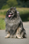 sitting Keeshond