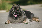 Keeshond