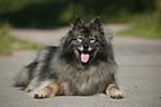 Keeshond