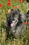 Keeshond