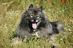 Keeshond